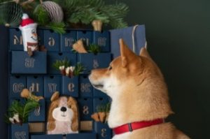 Pet Advent calendars